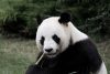 beauval zoo panda