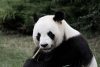 Beauval Zoo Panda