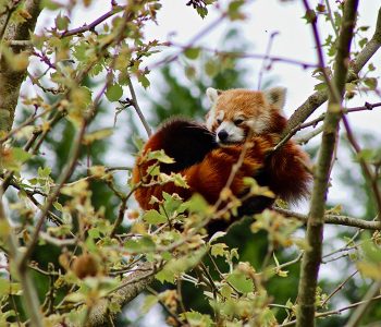 visitar el zoológico de belleza