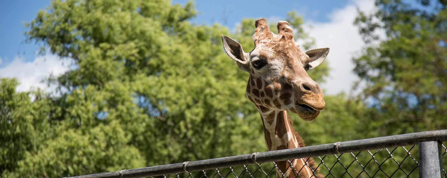 girafe du zoo de Beauval