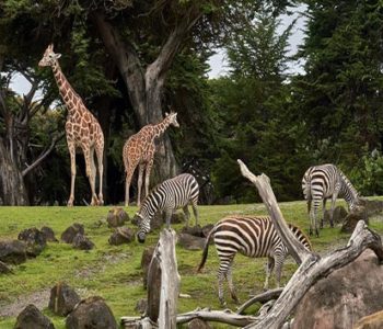 Zoo de Beauval