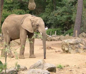 Zoo de la Flèche