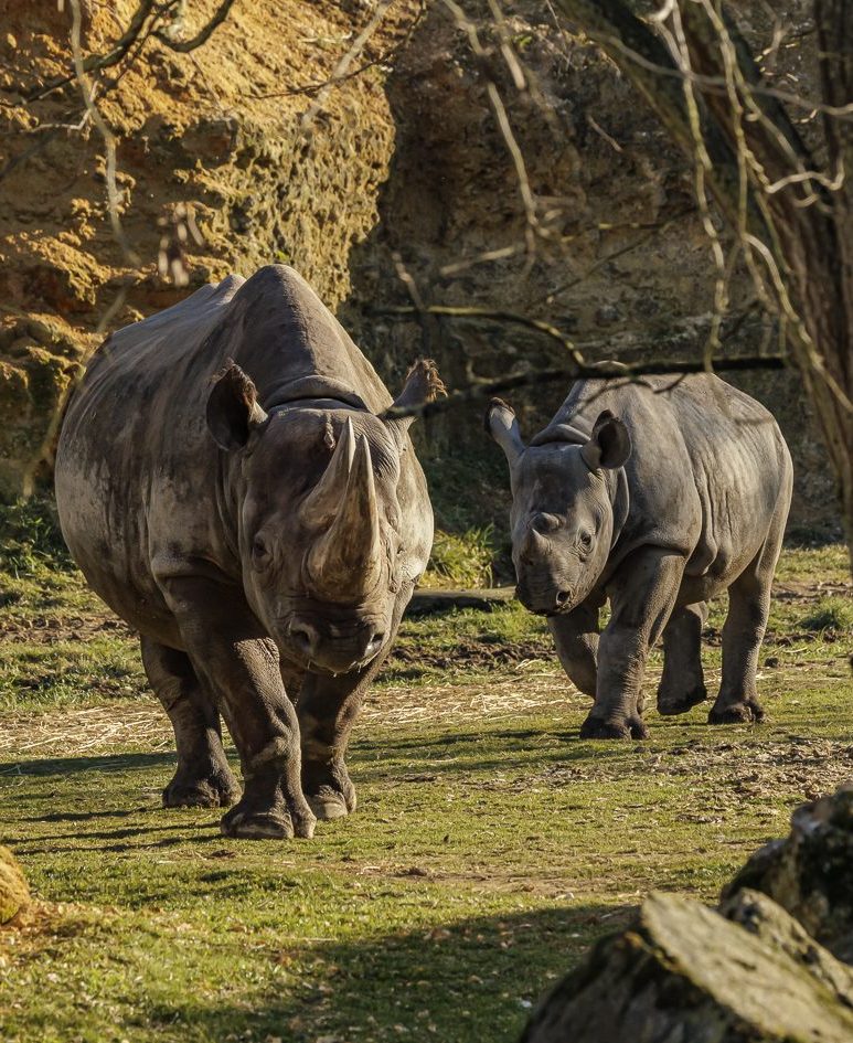 chateau de la loire - camping dans la vallée de la loire