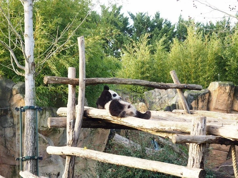 chateau de la loire - camping dans la vallée de la loire zooparc beauval 
