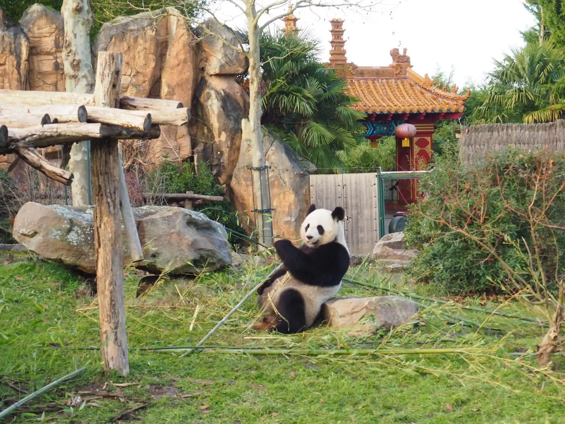 Zooparc de Beauval Panda in der Nähe des Campingplatzes